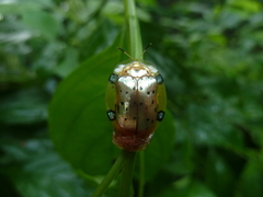 Aspidimorpha nigropunctata