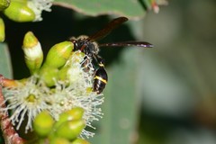 Australozethus tasmaniensis