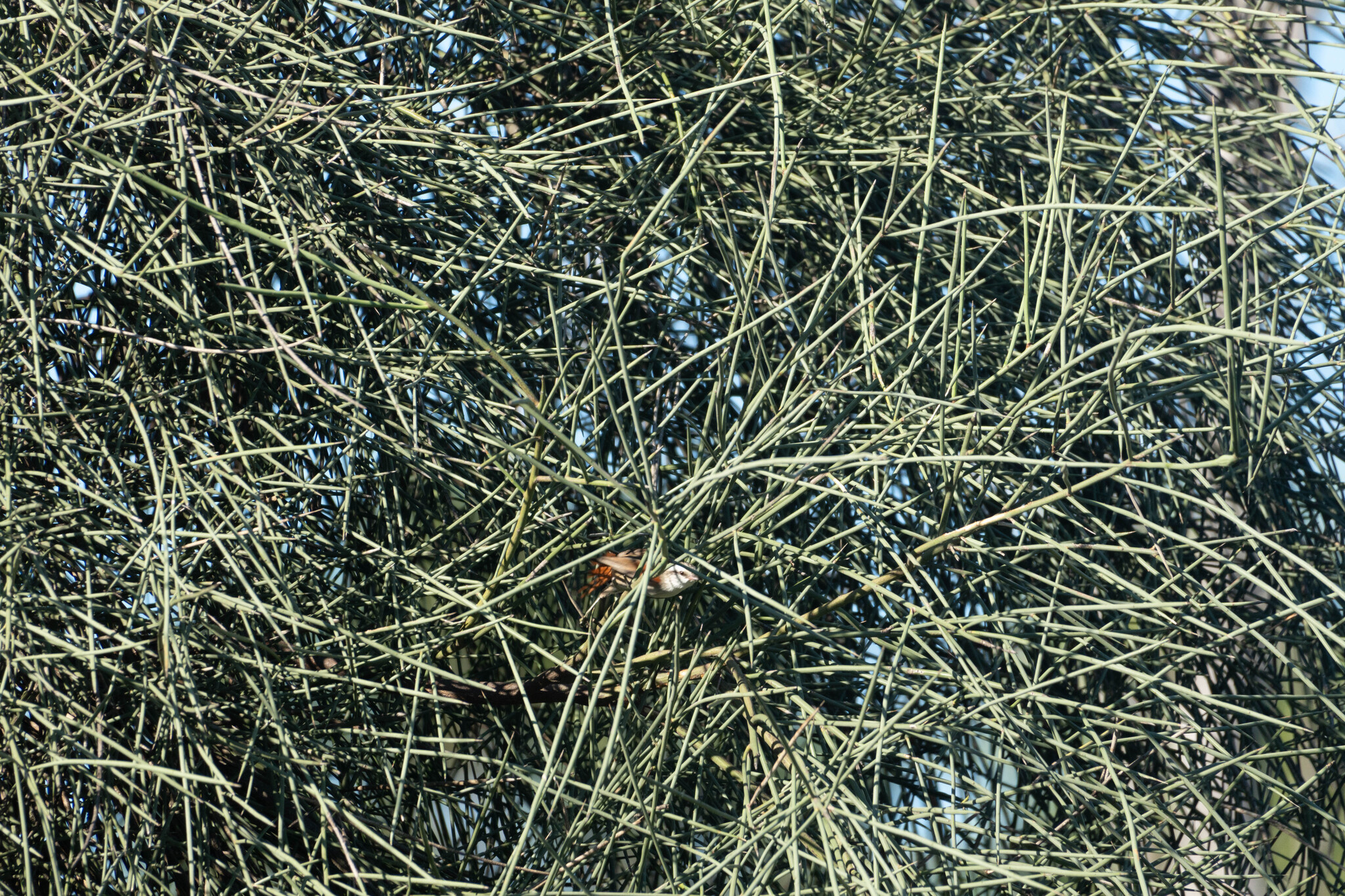 Stripe-crowned Spinetail (Cranioleuca pyrrhophia), photo 6
