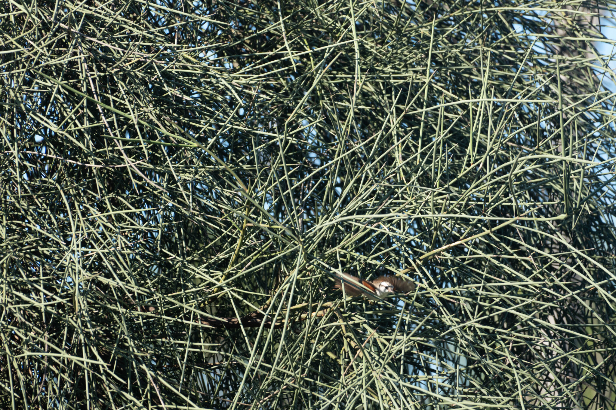 Stripe-crowned Spinetail (Cranioleuca pyrrhophia), photo 7