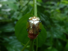 Aspidimorpha nigropunctata