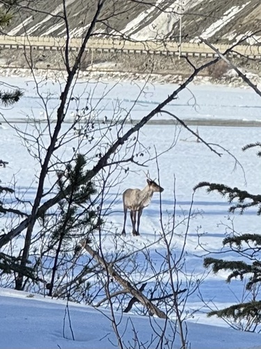 Woodland Caribou observed by yukonrifkind
