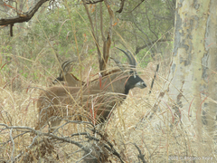 Hippotragus equinus koba