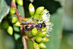 Australozethus tasmaniensis