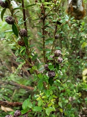Gaultheria phillyreifolia