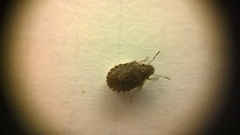 Sciocoris sideritidis