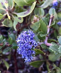 Ceanothus masonii