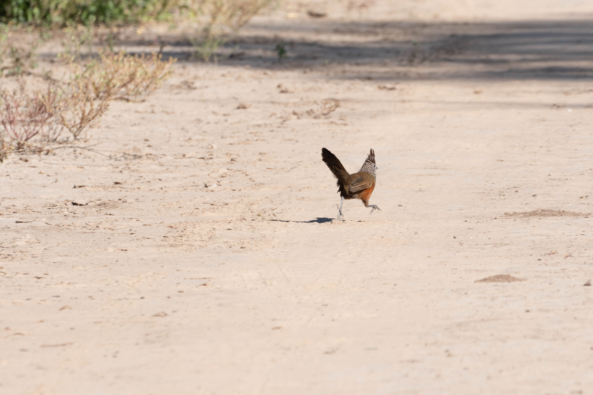 Crested Gallito (Rhinocrypta lanceolata), photo 9