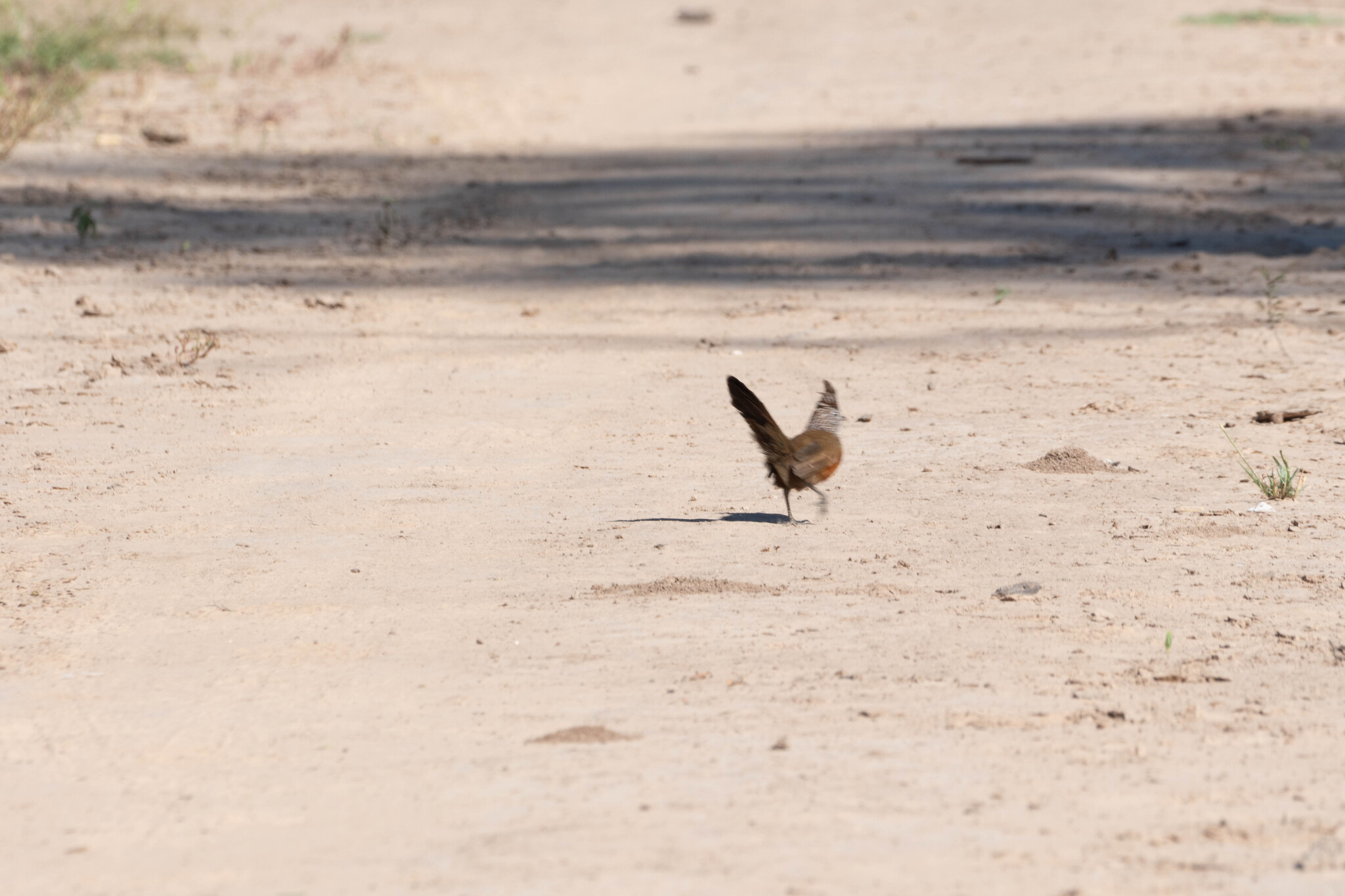 Crested Gallito (Rhinocrypta lanceolata), photo 2