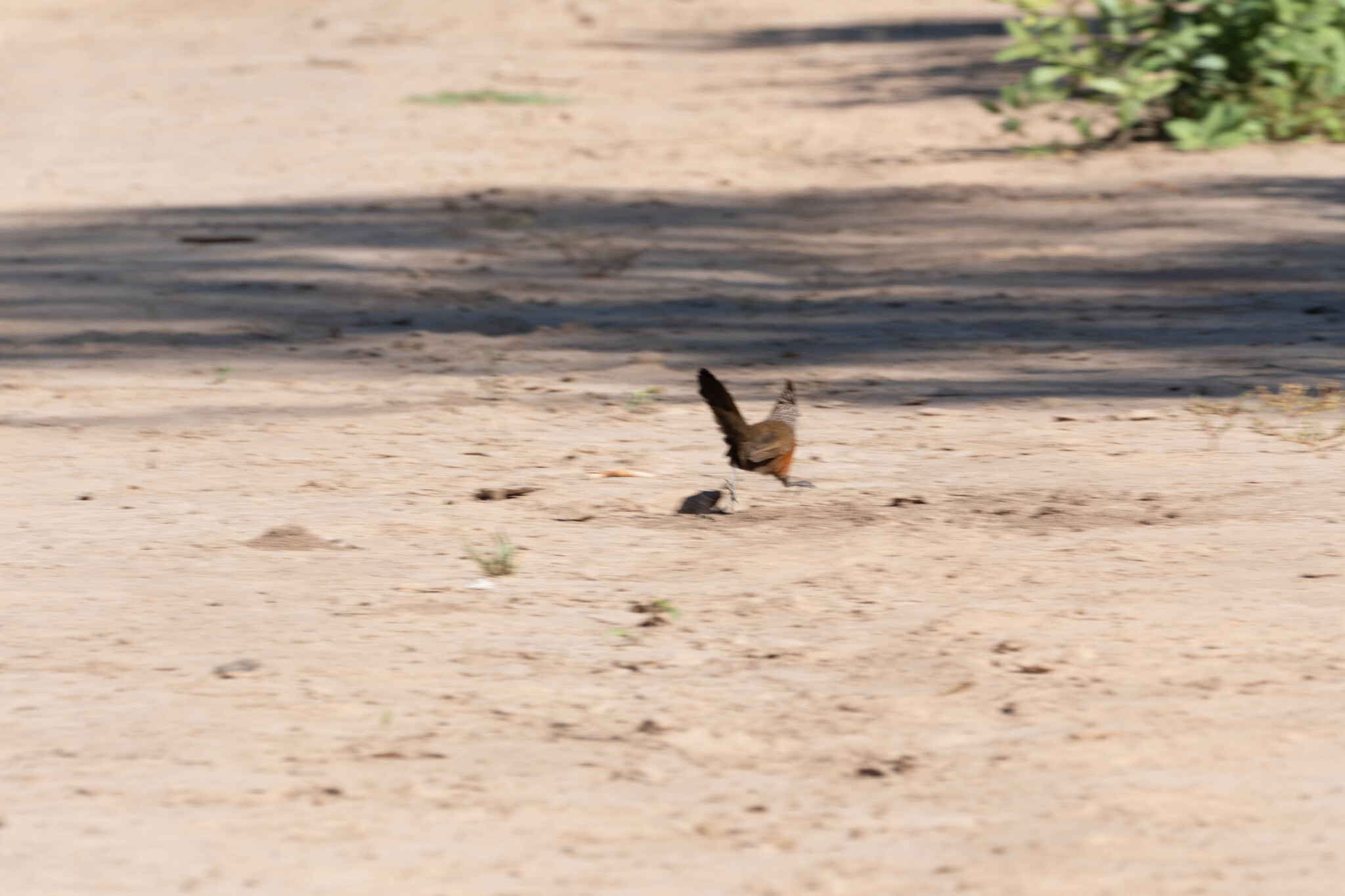 Crested Gallito (Rhinocrypta lanceolata), photo 8