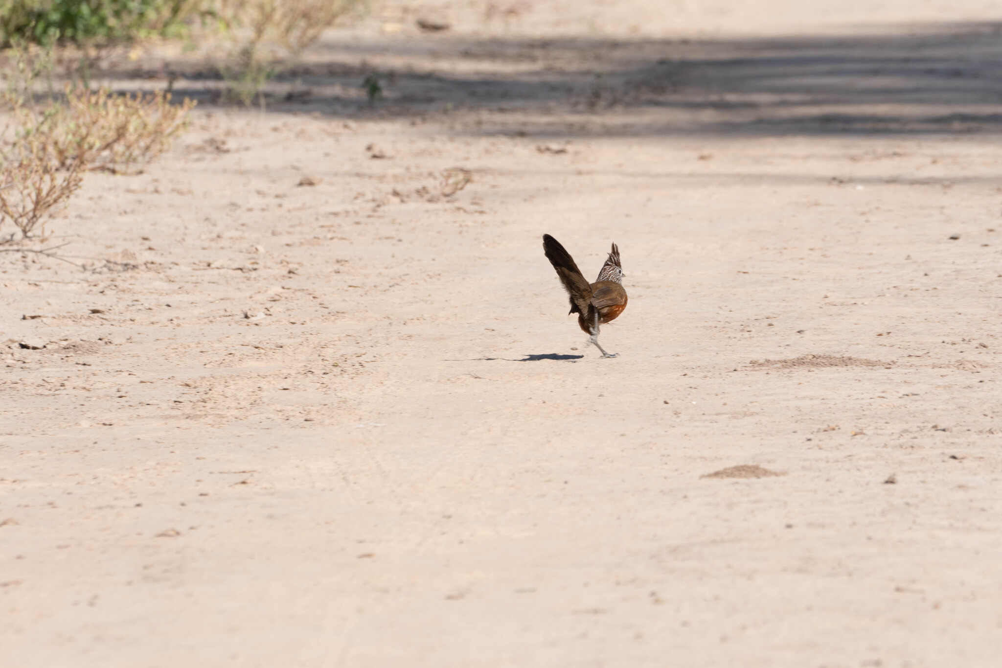 Crested Gallito (Rhinocrypta lanceolata), photo 10