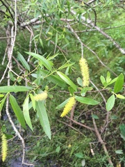 Salix caroliniana