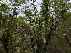 Gaultheria phillyreifolia