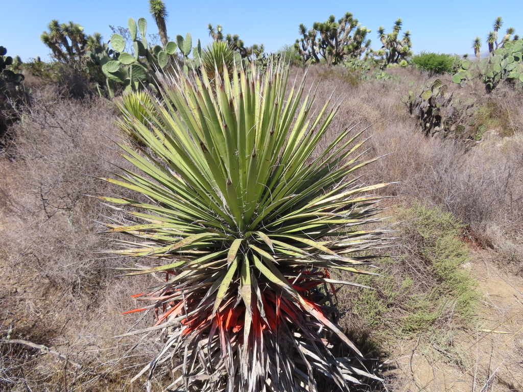 Yucca decipiens, Villa Hidalgo, Zac., México