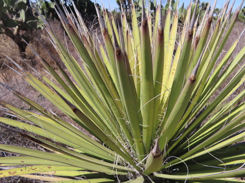 Yucca decipiens