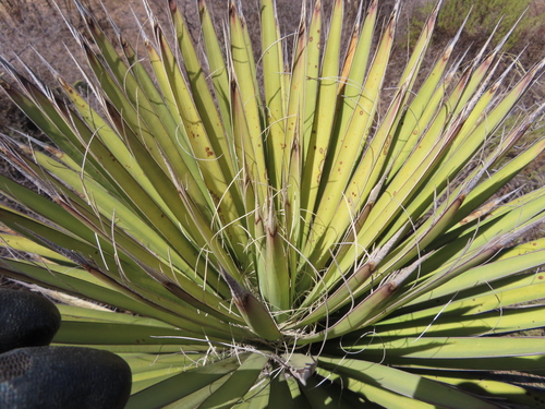 Yucca decipiens