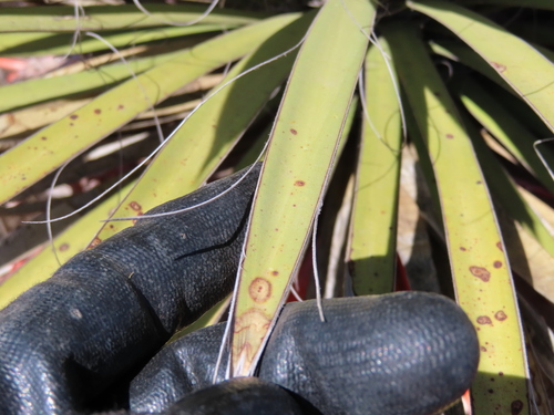 Yucca decipiens