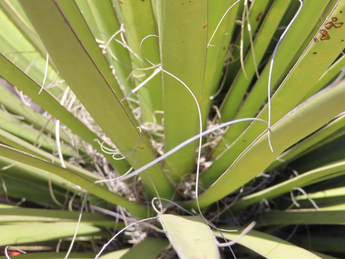 Yucca decipiens