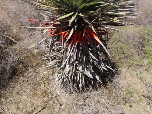 Yucca decipiens