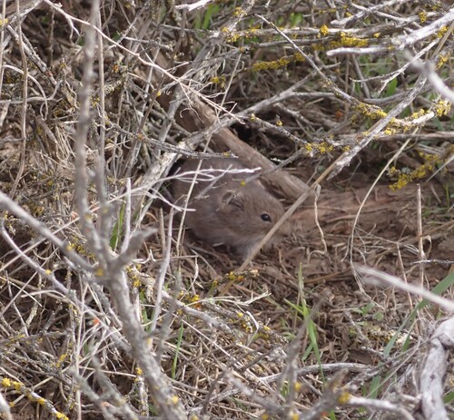 Sagebrush Vole