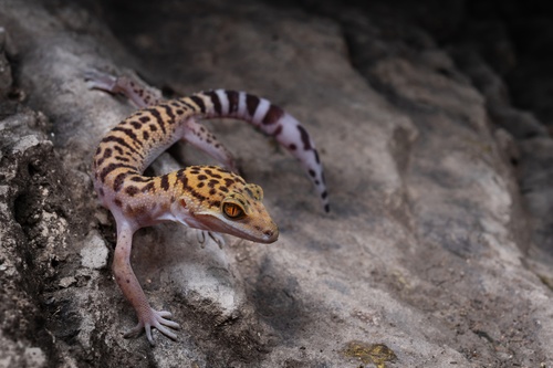 Bawangling Leopard Gecko