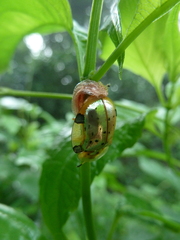 Aspidimorpha nigropunctata