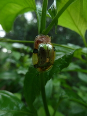 Aspidimorpha nigropunctata