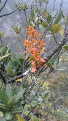 Dendrophthora clavata