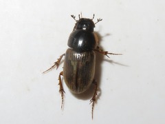 Melinopterus