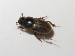 Melinopterus