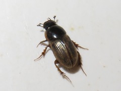 Melinopterus