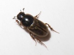 Melinopterus