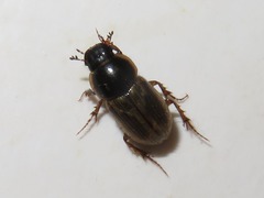 Melinopterus