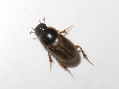 Melinopterus