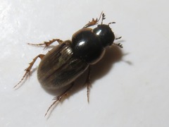 Melinopterus