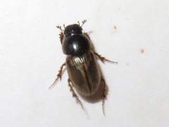 Melinopterus