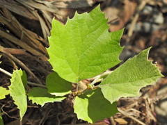 Platanus rzedowskii
