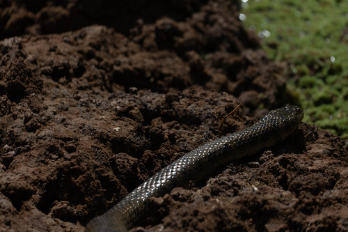 Leopard Keelback
