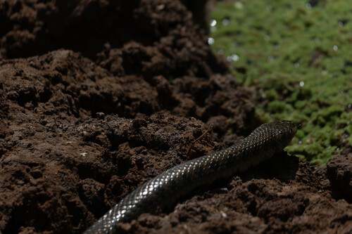 Leopard Keelback