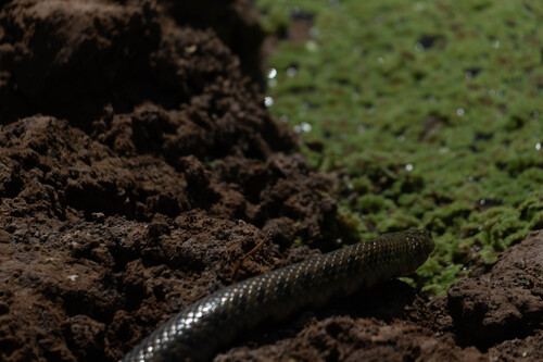 Leopard Keelback