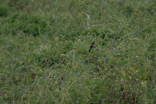 Unicolored Blackbird (Agelasticus cyanopus), photo 7