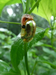 Aspidimorpha nigropunctata