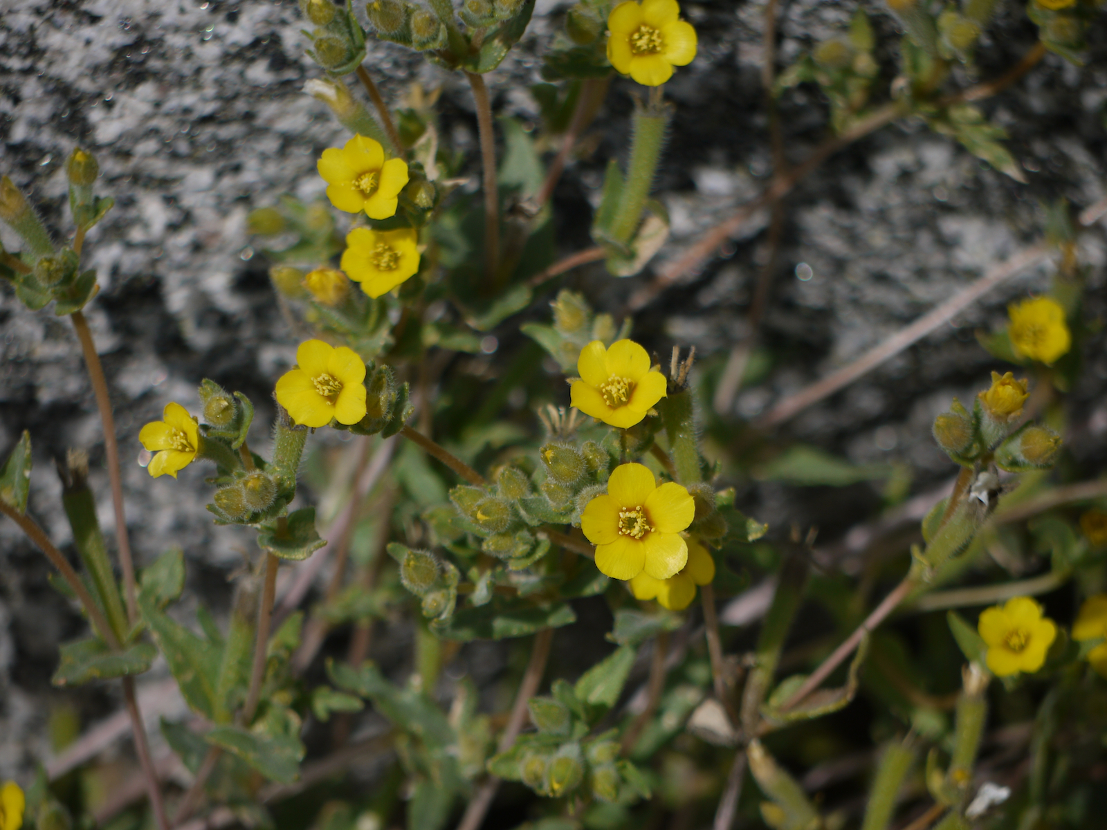 Mentzelia affinis