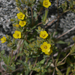 Mentzelia affinis - Photo (c) randomtruth, alguns direitos reservados (CC BY-NC-SA)