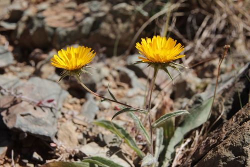 Image of Pallenis cuspidata by (c) Olivier Argagnon, some rights reserved (CC BY)