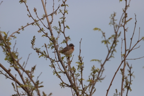 Curruca carrasqueña oriental (Curruca cantillans)