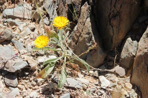 Image of Pallenis cuspidata by (c) Olivier Argagnon, some rights reserved (CC BY)