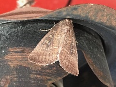 Condica charada