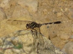 Orthetrum sabina
