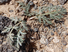 Cymopterus glomeratus